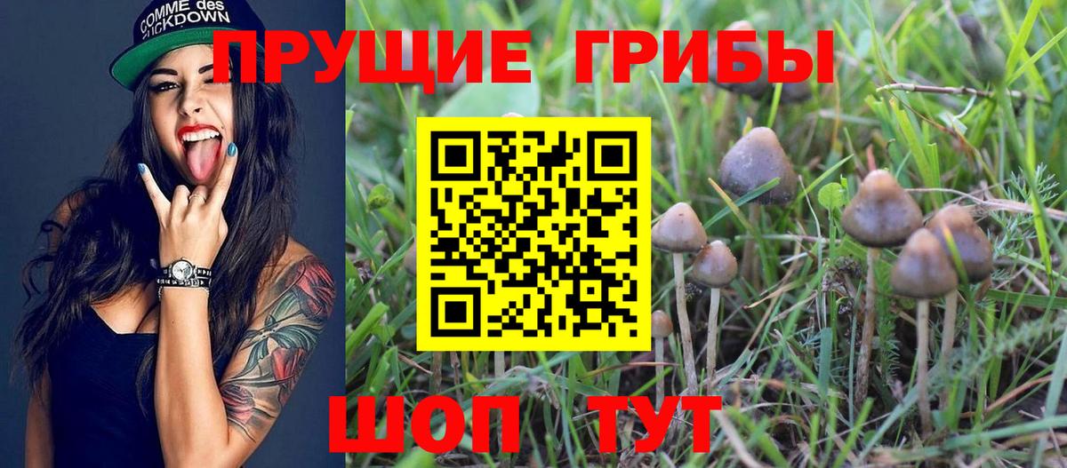 Псилоцибиновые грибы ЛСД Гудермес